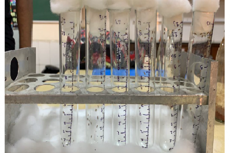 Drosophila melanogaster flies placed in tubes for RING assay.