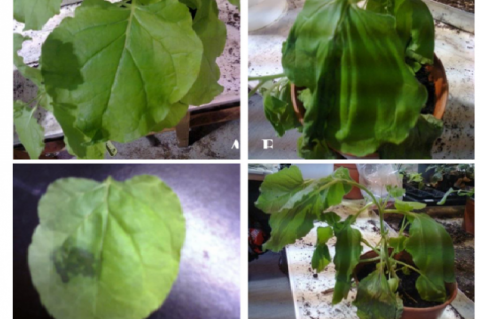 A-D Symptoms on bean (Phaseolus vulgaris) plants after mechanical inoculation with isolate of Tobacco mosaic virus (TMV). (A) Bean plant just after inoculation (B) Bean showing wilting after 3days of inoculation (C) Leaf showing necrotic lesion (D) wilted plant after one week of inoculation.