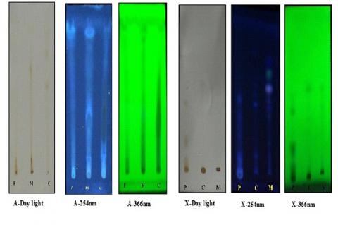 TLC Finger print profile of Tetrastigma angustifolia under 254 nm (A-254 & X-254) and 366 nm (A-366 & X-366)