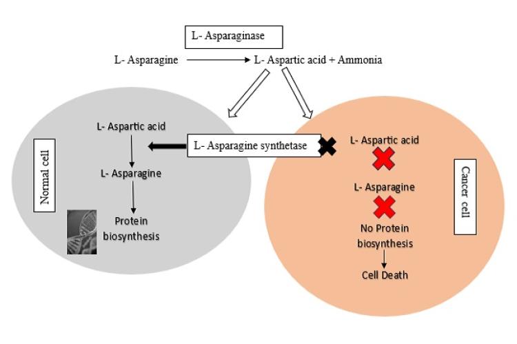 Mode of action of L-Asparaginase.