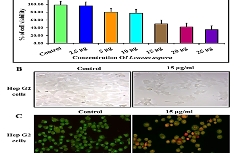 Cytotoxicity and Apoptotic effect of Leucas aspera on HepG2 cells. A) Effect of Leucas aspera on MTT cytotoxicity assay. B) Effect of Leucas aspera on Hep G2 cell morphology assay. Each value in the graph is represented as Mean±SD Values in the same column, followed by different letters are significantly different (p<0.05). C) Effect of Leucus aspera on HepG2 apoptotic morphological changes.