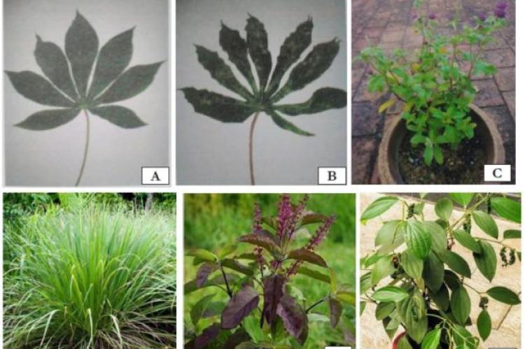 A: Uninfected leaf; B: Leaf infected with CMV; C: Gomphrena globosa; D: Cymbopogon flexuosus; E: Oscimum tenuiflorum; F: Piper nigrum.