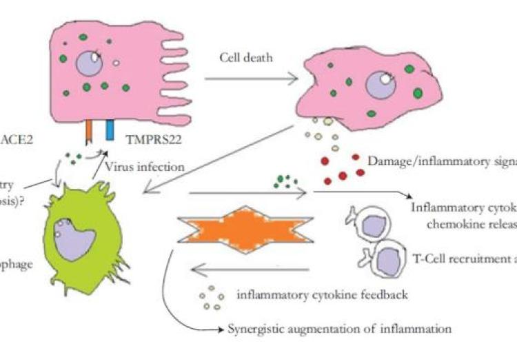 Interaction of SARS-CoV-2 ACE2 receptor with a macrophage recruits cytokine/chemokine production