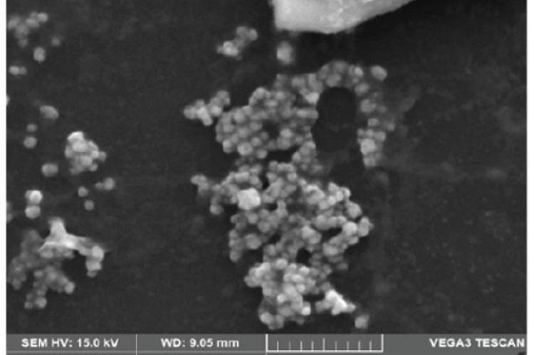 SEM micrograph of carbon nanoparticles