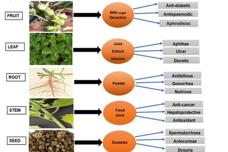 Pharmacological activity of Pedalium murex