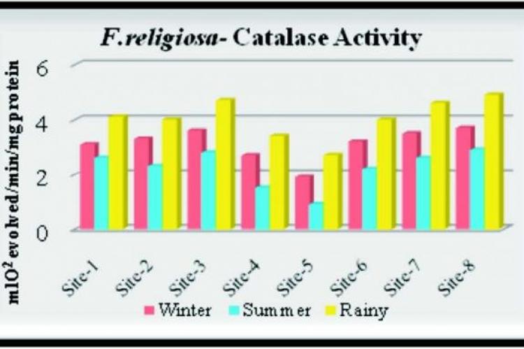  Catalase activity in the leaves of F. religiosa 