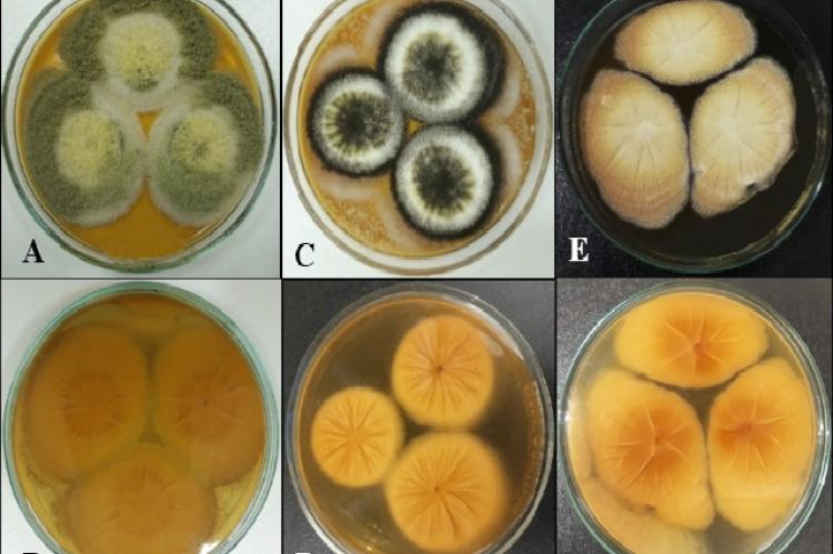 Colony morphology of (A, B) A. tamarii, (C, D) A. niger and (E, F) A. terreus on PDA after 1 week of incubation