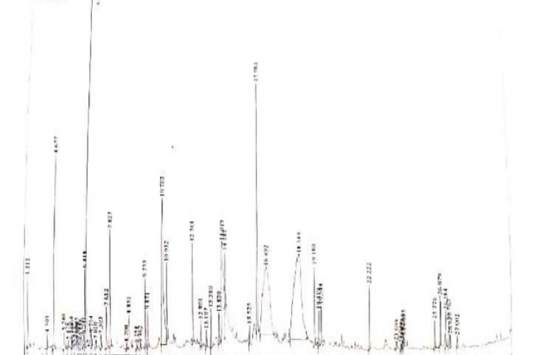 GC/MS Chromatogram Spectrum of M. longifolia oil extract.