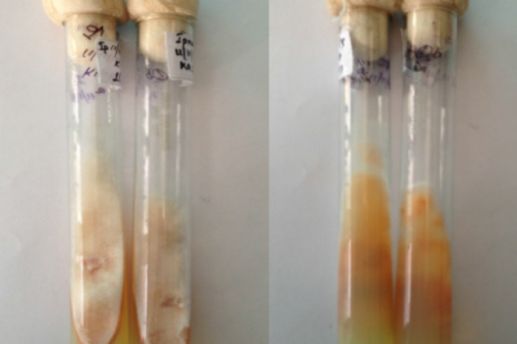 Growth of Fusarium sp. on PDA slant and Reverse side showing pinkish hue