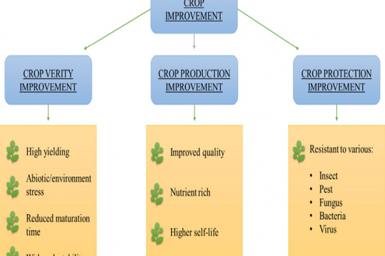 Possible applications of crop improvement.