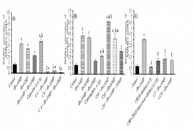 In vitro effect of db-cAMP and db-cGMP on AANAT2