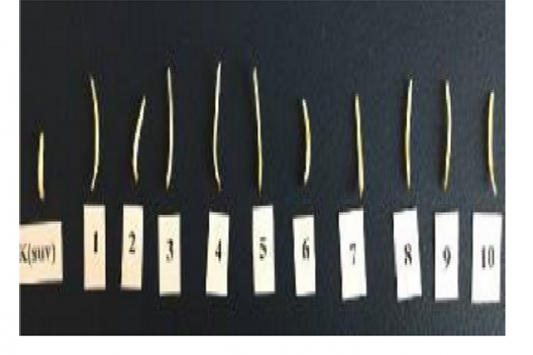 Influence of lactic acid bacteria culture fluid on wheat coleoptiles.