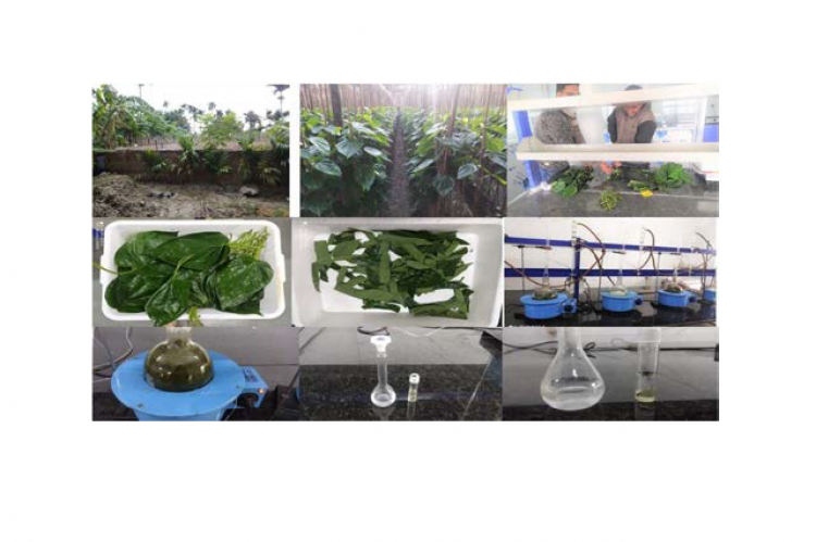 1: Cost-effective Steam Distillation process for extracting Betel Leaf Oil (BLEO) from ‘Sada Bangla’ cultivar.