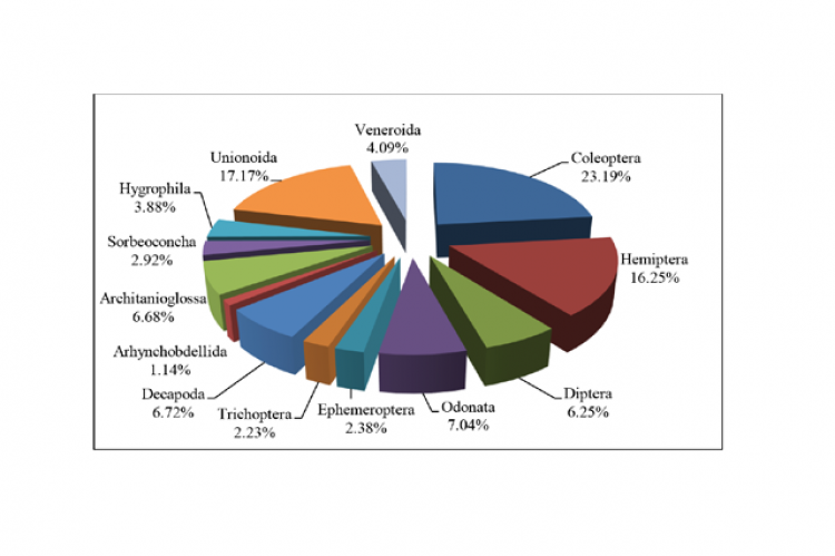 Pie diagram showing the percentage compositions of recorded macro-invertebrate orders during