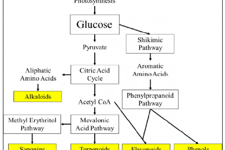 Biosynthetic Pathway of GBCs.