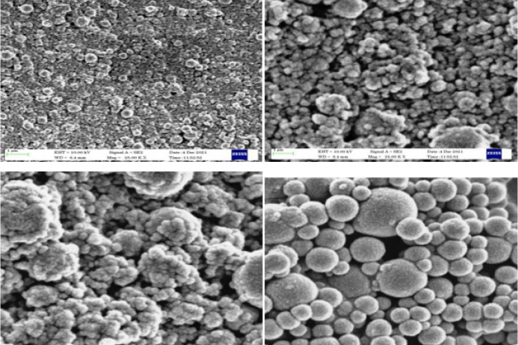 Scanning electron microscopy image of rutin loaded from proniosome.