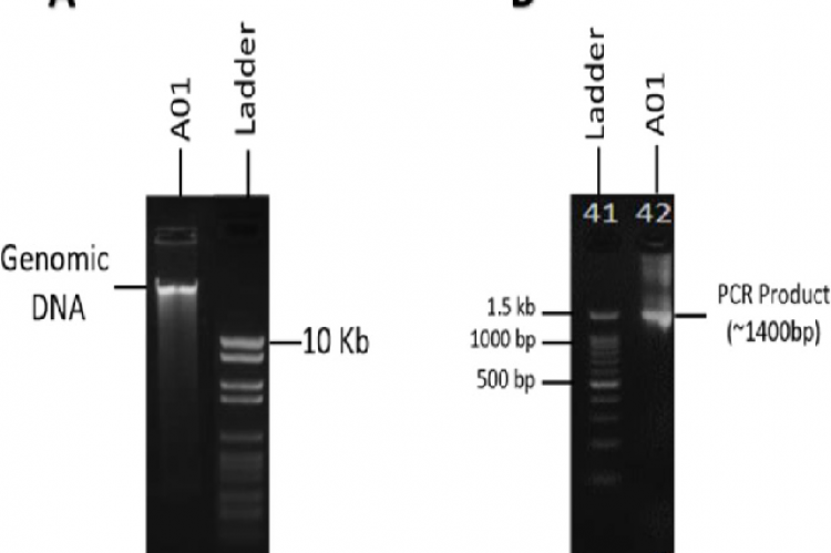 Agarose gel electrophoresis of isolated genomic DNA and partially amplified 28S rRNA PCR products (B) of Pithophora roettleri. (about 1400 bp of the clear band was observed after PCR amplification).