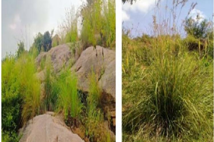 Habit and habitat of Wild Cymbopogon martinii growing in Devarayana Durga hill, Tumkur district, Karnataka.