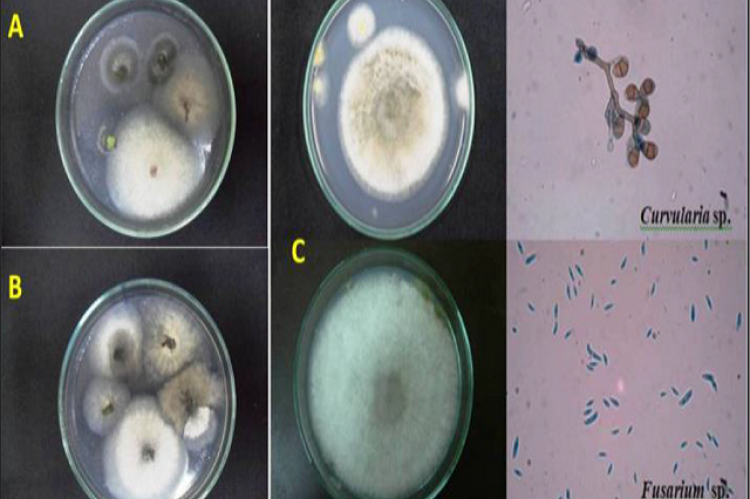 The diagram depicts the growth of endophytes from the edges of the plant leaf samples