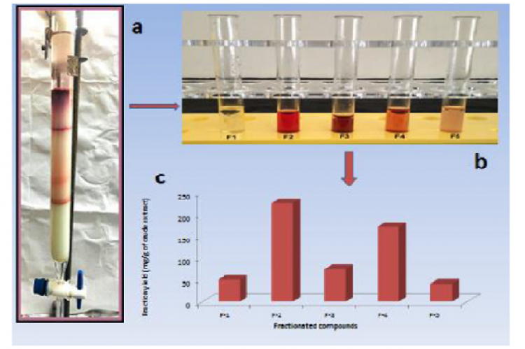 Purification process of crude pigment of F. chlamydosporum in GYP medium.