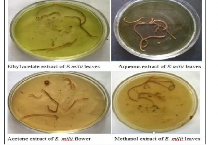 vitro Anthelmintic activity of various solvent extracts of E. milii leaf and flower.