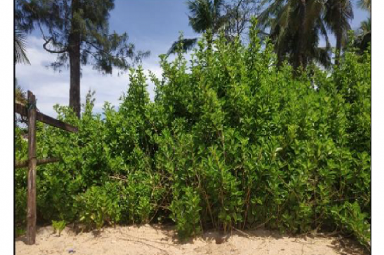 Rhizophora mangle growing at coastal regions of Dakshina Kannada.