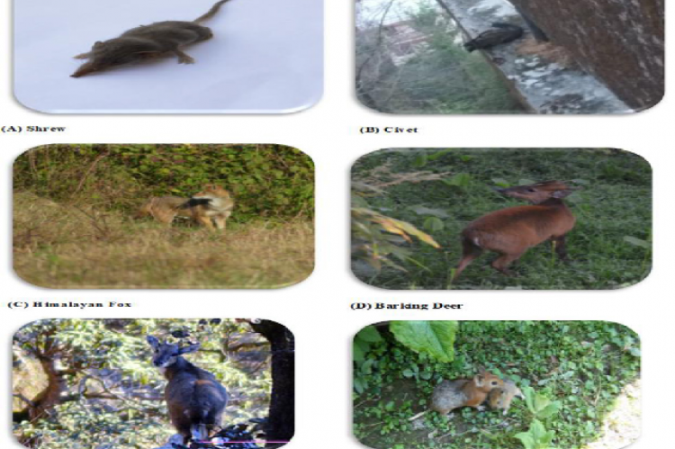 Few mammalian species reported from Dharmashala.