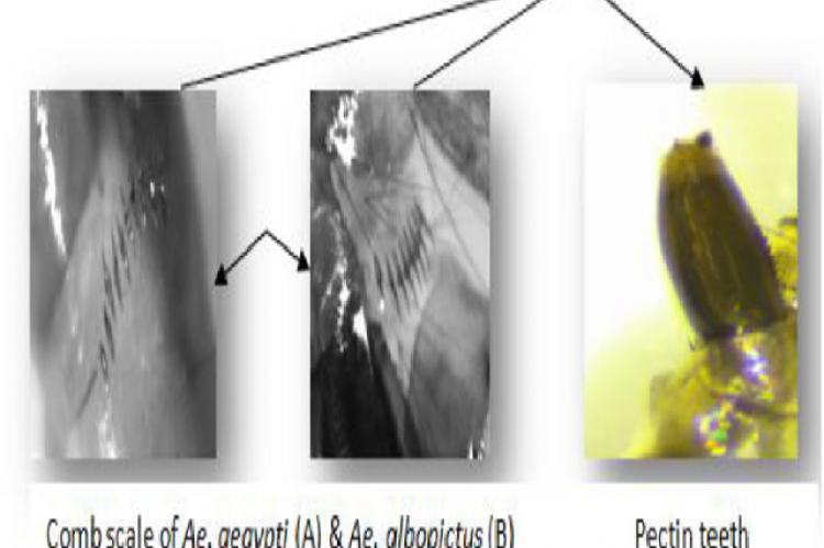 Aedes mosquito’s larval identification of Microscopic image (10×) of larvae showing differences in morphological structure of comb scales on the eighth segment of the abdomen and the shape of the pectin teeth on the siphon.