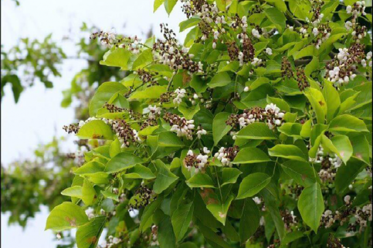 Pongamia pinnata.