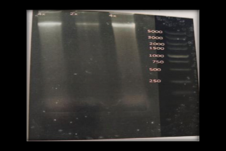 Genomic DNA extracted with 2X and 4X buffer.