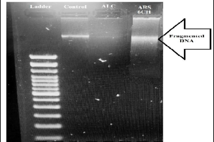 A clear fragmented DNA was seen in UV trans-illuminator with ARS 6CH than control.