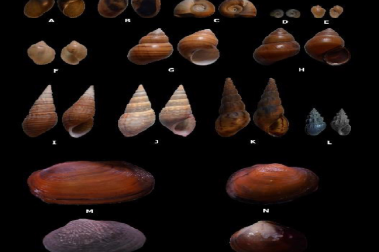 Some of the mollusc species recorded from study area.