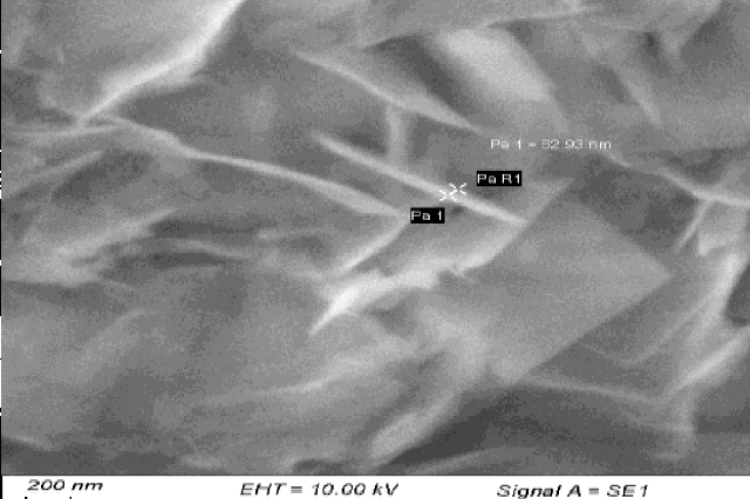 SEM analysis of reduced silver nanoparticles.