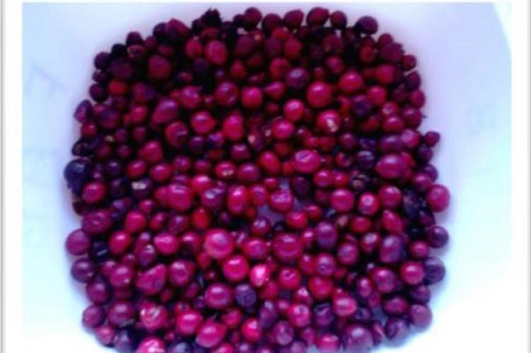 Fruits of Ixora coccinea.