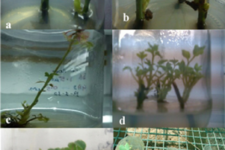 Micropropagation of Rosa hybrida