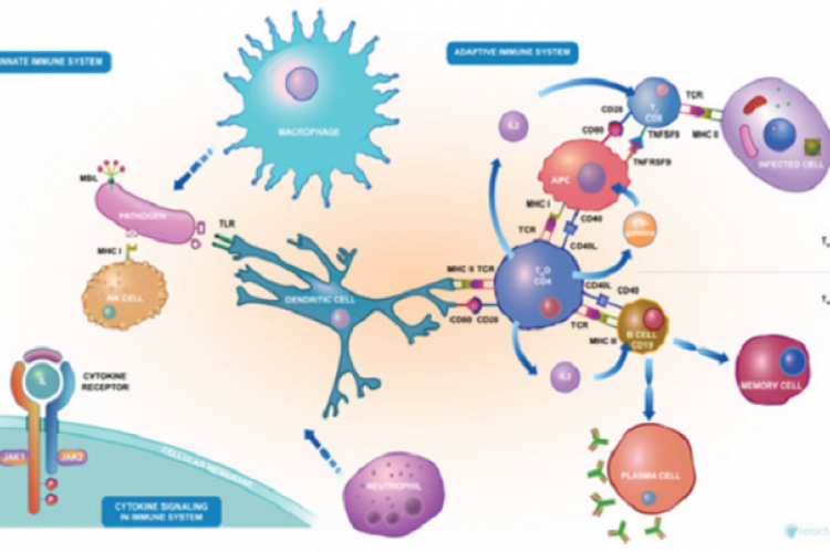 Immune response to viral infection