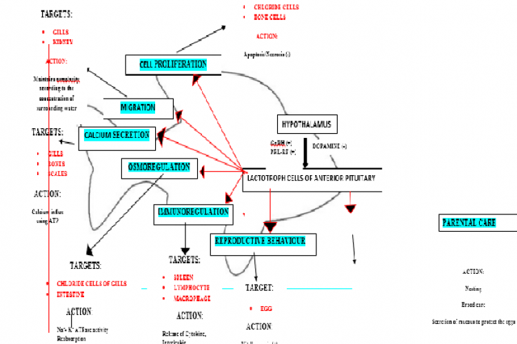 The flowchart depicts the multidimensional role of prolactin in fish biology