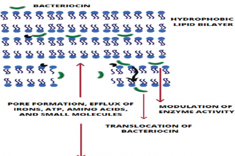 LAB bacteriocin Mode of Action