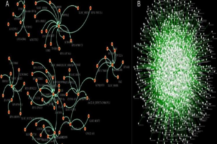 Interaction of host ceRNA network and B Network of viral siRNA-viral mRNA- host seed RNA