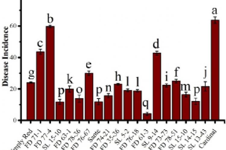 Response of potato germplasm against potato leaf roll virus in field