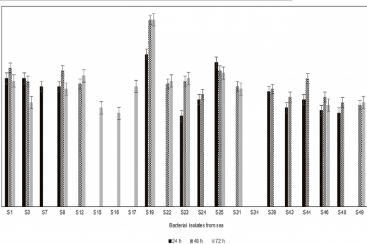 Hydrolytic capacity of sea isolates after 24, 48 and 72 h incubation at 30ºC 