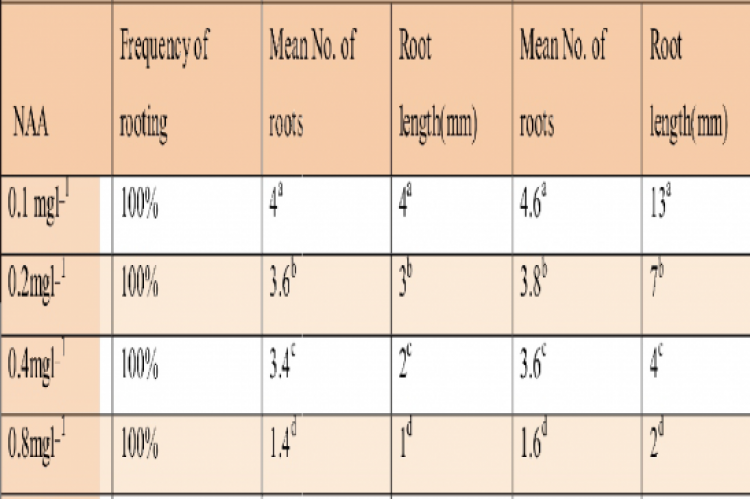 Root induction in 1st and 2nd month of culture of Acampe papillosa 