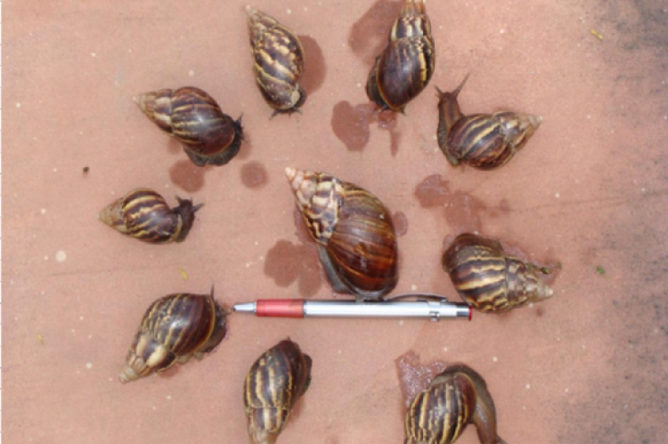 Specimens of giant African land snail Achatina fulica.