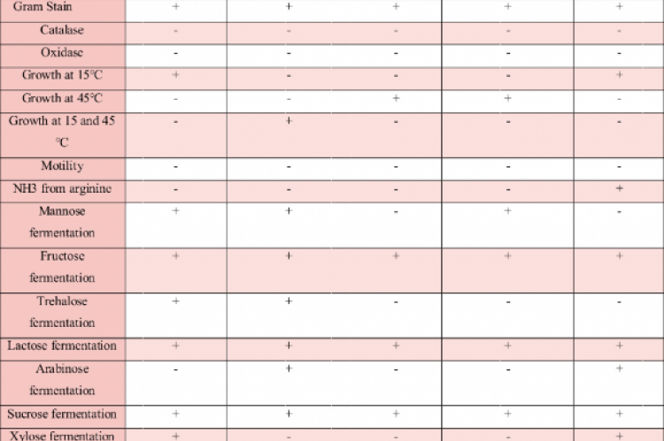 Identification of Lactobacillus sp. based on biochemical and morphological tests 