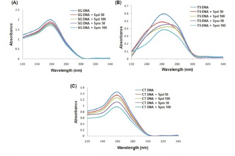 DNA binding study