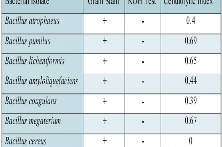 Cellulolytic Index Gram's Stain and KOH Test of cellulolytic gut bacteria 