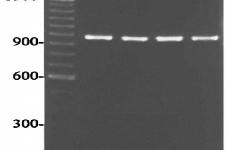 Agarose gel showing Amplified DNA