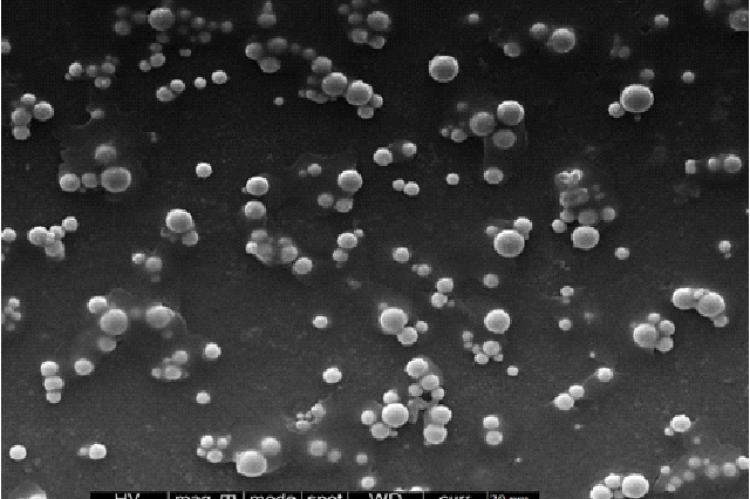 SEM image of synthesized AgNPs. 