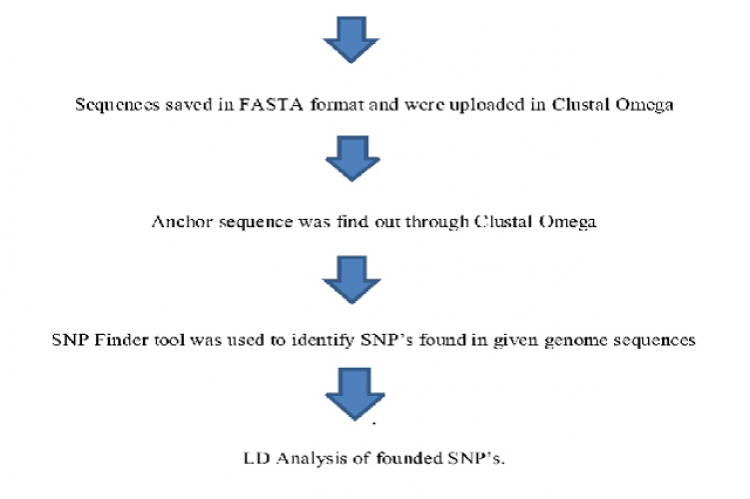 Flowchart of Methodology.