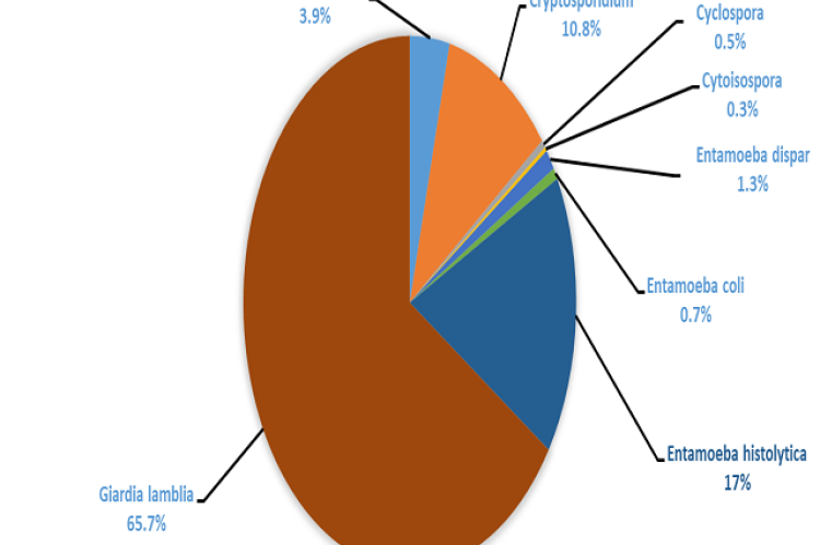 Percent isolation of different waterborne protozoan in South Asia from included studies. Pie graph showing G. lamblia as the most common waterborne protozoan isolated in the region.